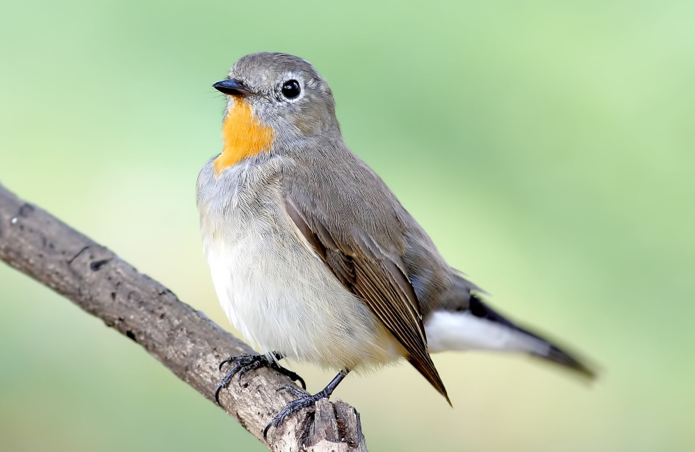 オジロビタキ 鳥の図鑑